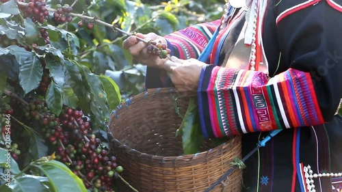 Akha picking coffee red and green berries at plantation