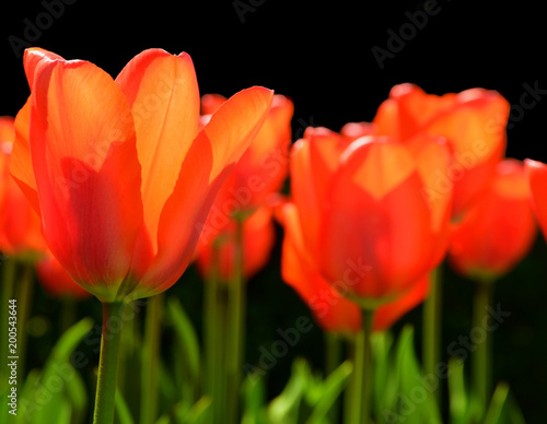 red tulips