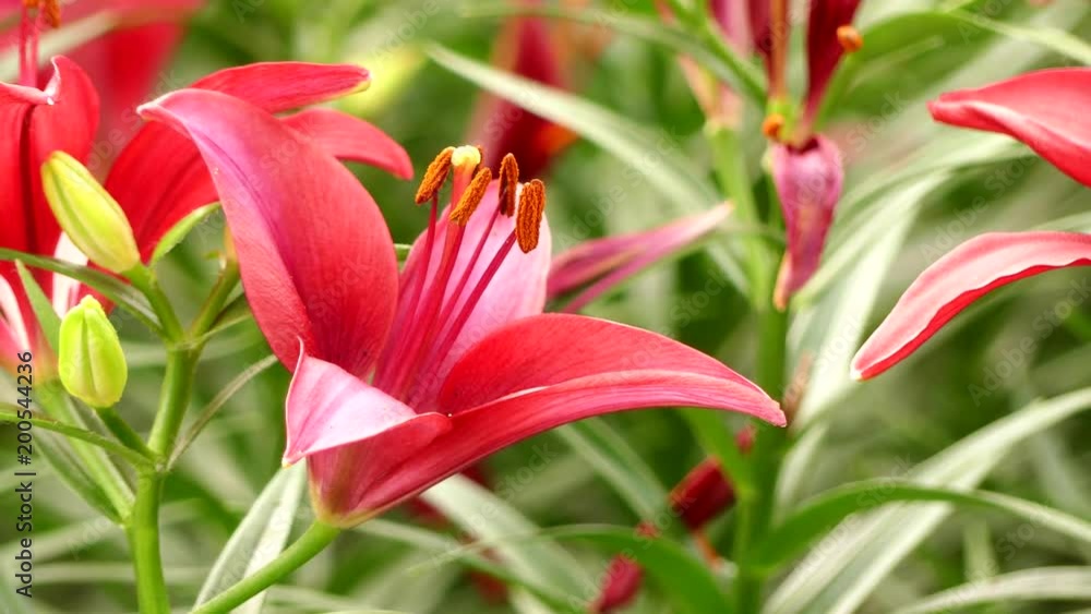 Beautiful lily flower in garden Beautiful lily flower in garden
