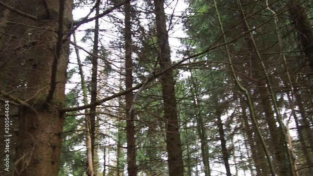 Bosque de pinos. Paneo horizontal. Alemania.