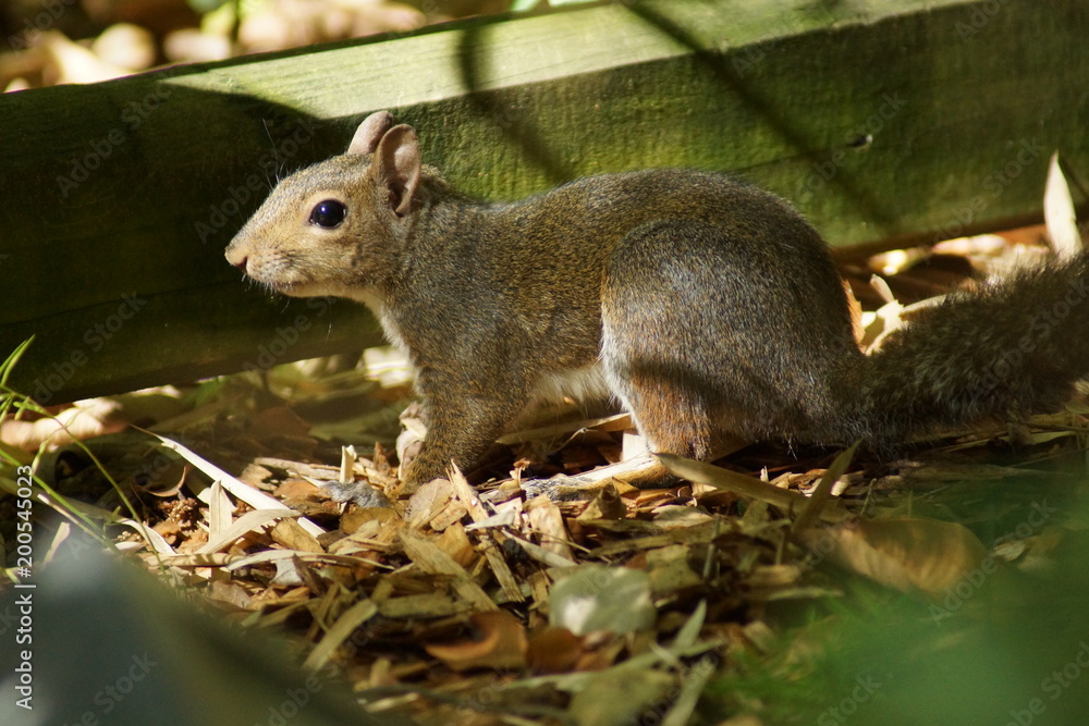 Naklejka premium Eichhörnchen