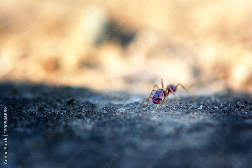 Springtime. Macro shot of an ant. Springtime. Macro shot of an ant.