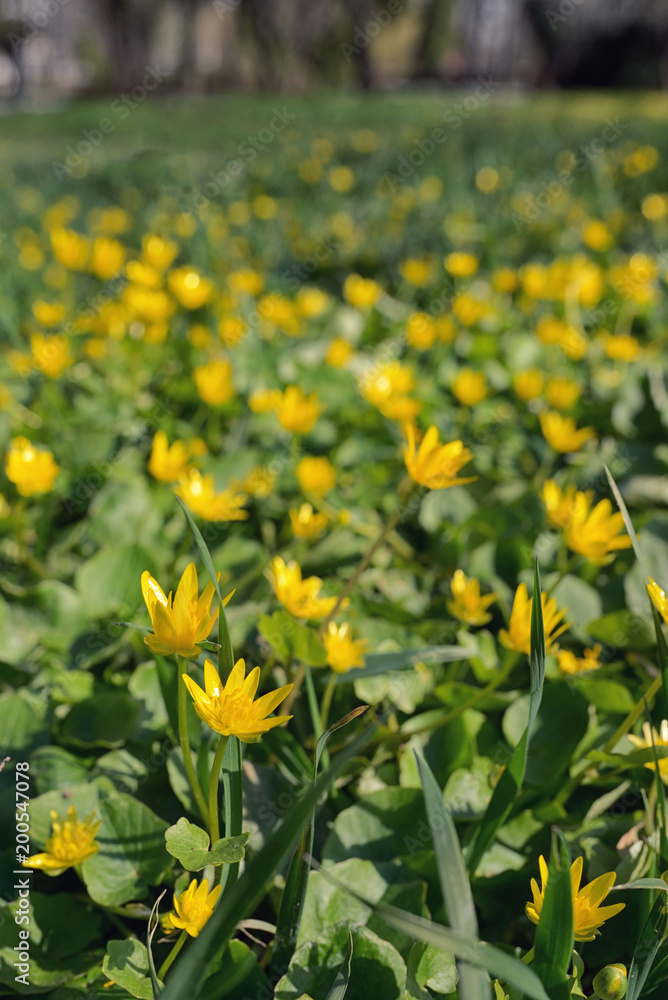 Winter Aconite, Eranthis Hiemalis Winter Aconite, Eranthis Hiemalis