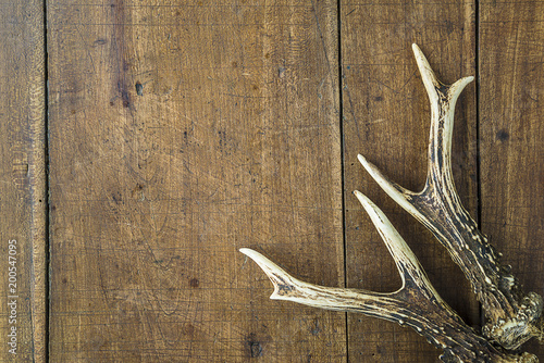 Beautiful deer horns on old wooden background with copy space