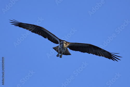 Osprey  Pandion haliaetus 