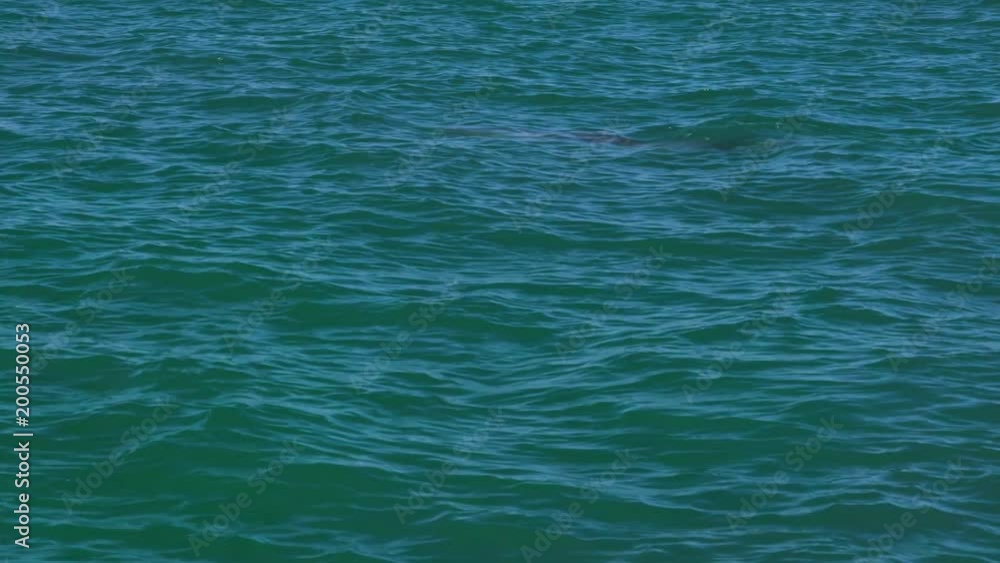 A long shot of a bottlenose dolphin swimming in the ocean as the dolphin shows its dorsal fin. A long shot of a bottlenose dolphin swimming in the ocean as the dolphin shows its dorsal fin.