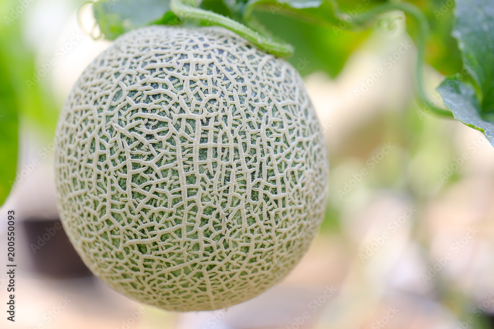 Fresh and well treat Japanese melon in farm or green melons cantaloupe melons in greenhouse. Sweet famous japanese fruit farming Fresh and well treat Japanese melon in farm or green melons cantaloupe melons in greenhouse. Sweet famous japanese fruit farming