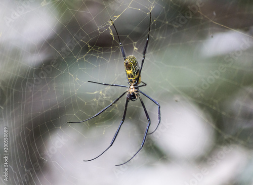 Black-Legged Golden Orb-Web Spider