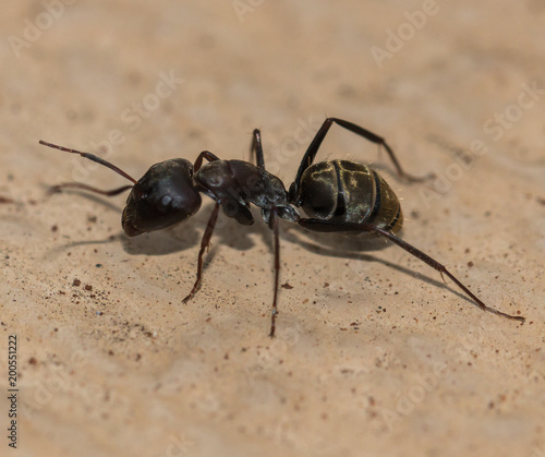 Ant © Petrus Bester