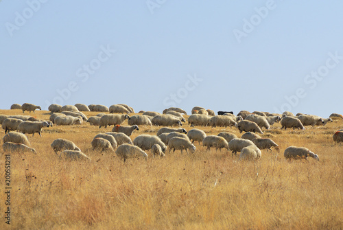 Sheeps in Anatolia, Turkey
