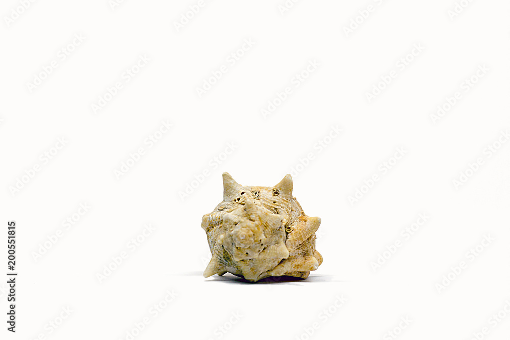 Beautiful marine conch shell from the sea Beautiful marine conch shell from the sea