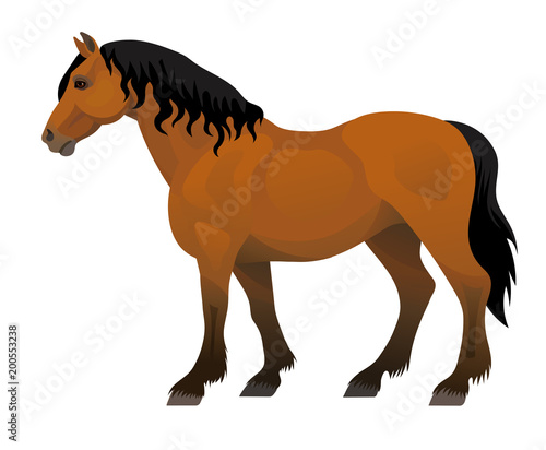 Vector brown big suffolk punch stalion horse side view isolated on white background