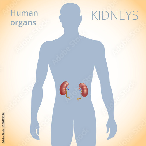 the location of the kidneys in the body, the human excretory system