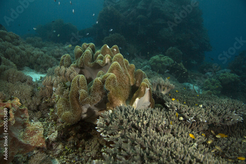 Beautiful soft and hard corals. Picture was taken in the Ceram sea, Raja Ampat, West Papua, Indonesia