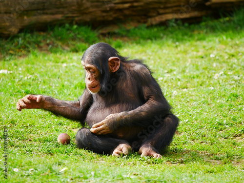 Fototapeta Naklejka Na Ścianę i Meble -  chimpanzé