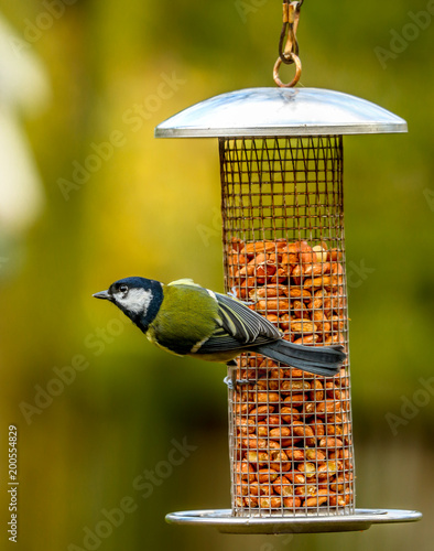 Blue tit feeding at a garden feeder photo