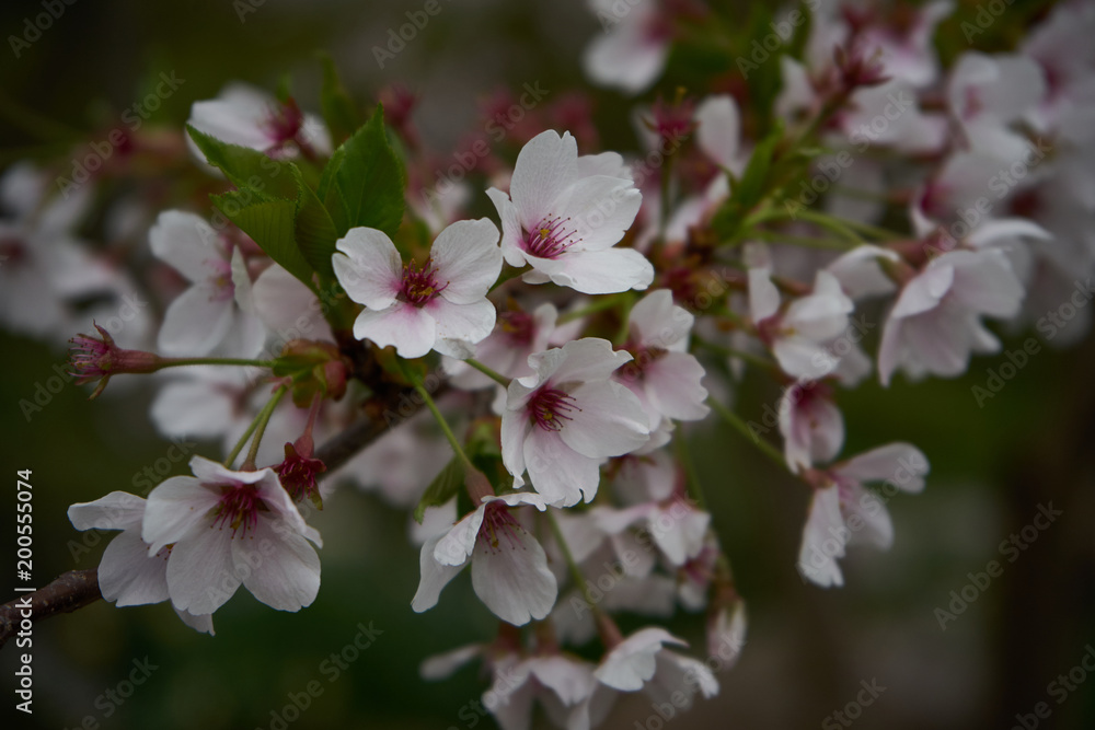 Kirschblüte Kirschblüte