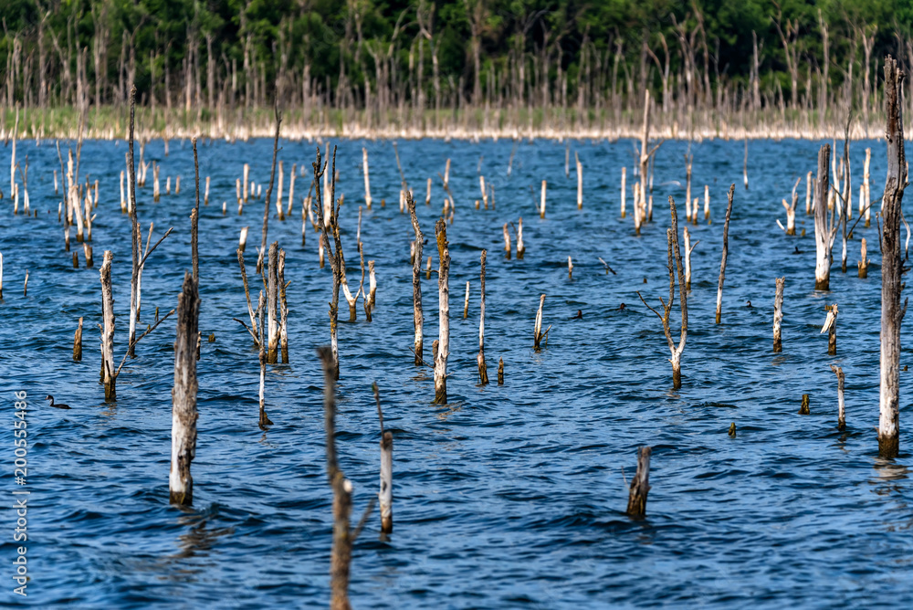 Small dry trees growing in lake summer landscape Small dry trees growing in lake summer landscape