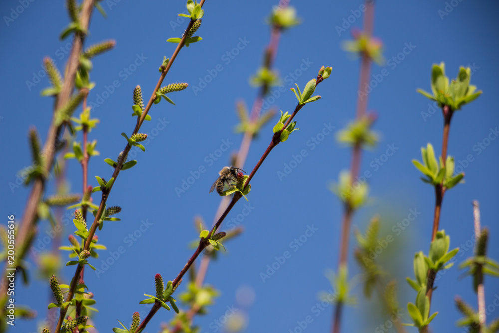 Fototapeta premium Bee on willow branch on april