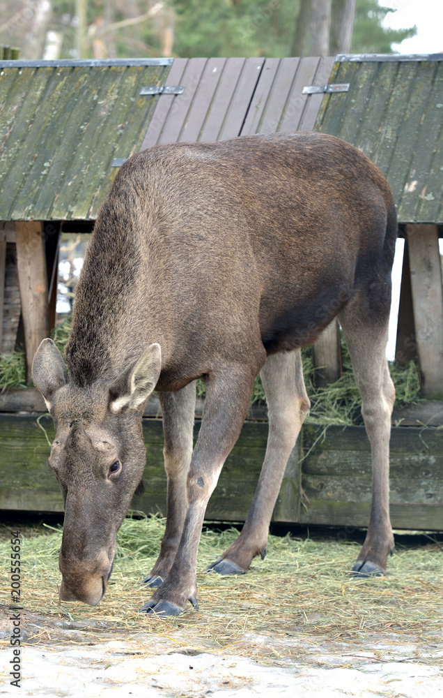 Elk, Alces alces, largest extant species in deer family in spring Elk, Alces alces, largest extant species in deer family in spring