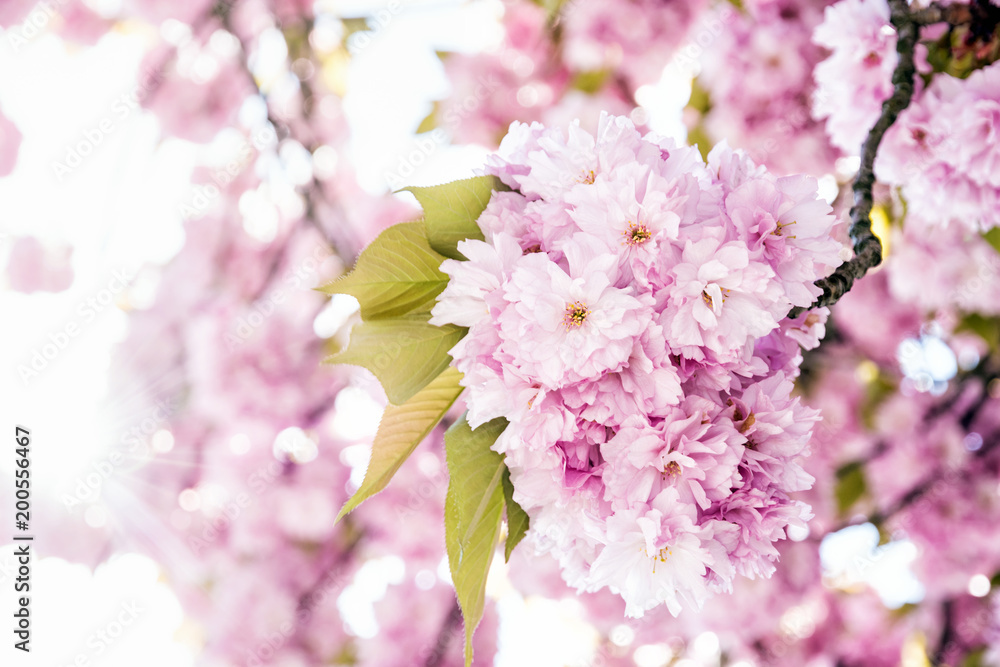 Flowering sakura trees, closeup springtime scene