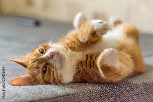 red cat lying on the couch with raised paws