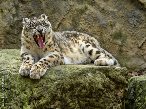 Snow leopard, Uncia ounce, yawning stretches muscles of the mouths