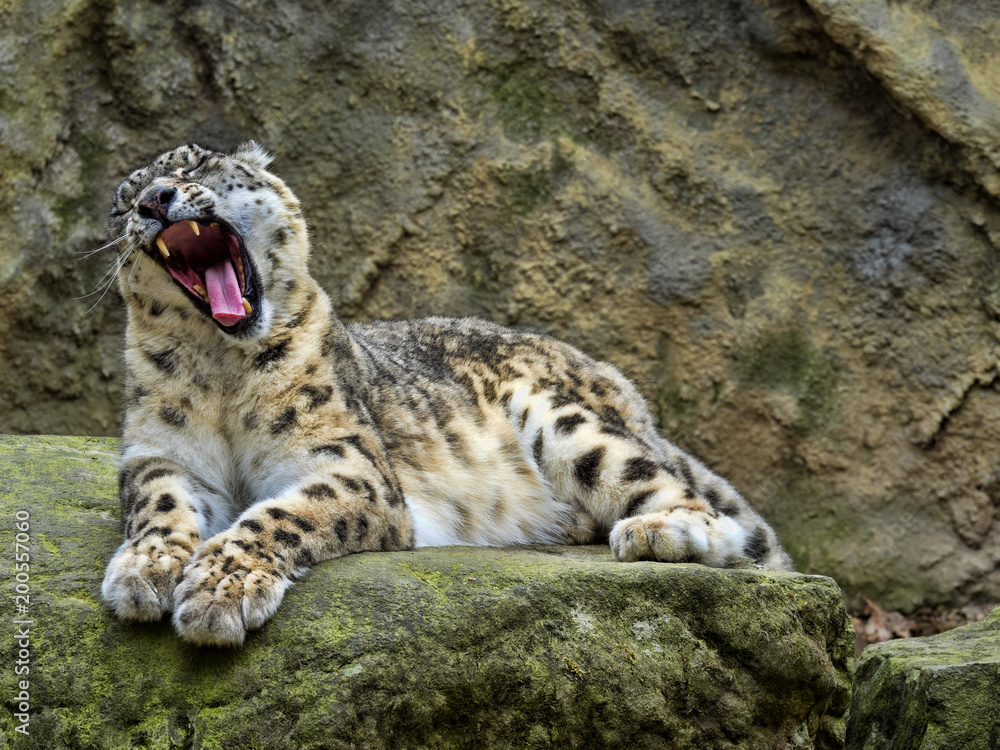 Snow leopard, Uncia ounce, yawning stretches muscles of the mouths Snow leopard, Uncia ounce, yawning stretches muscles of the mouths