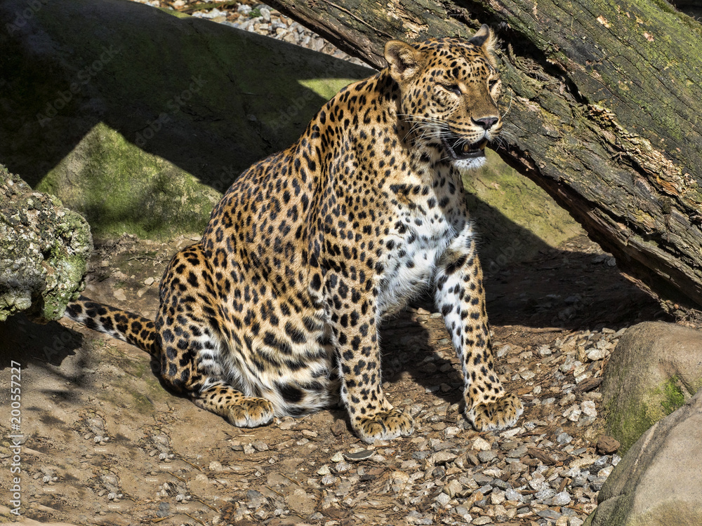 Sri Lanka Leopard, Panthera pardus kotiya, is threatened with extinction Sri Lanka Leopard, Panthera pardus kotiya, is threatened with extinction