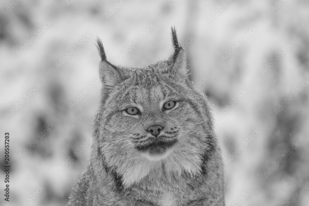 Fototapeta premium Lynx in winter