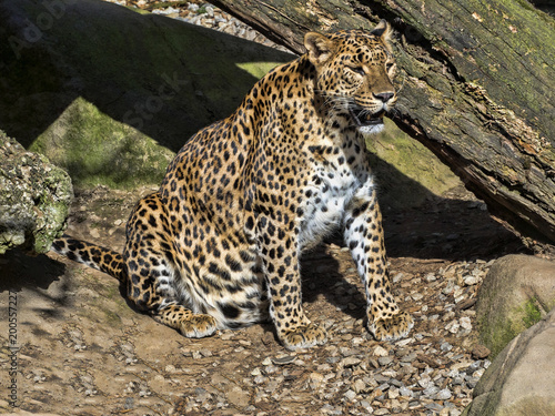 Sri Lanka Leopard, Panthera pardus kotiya, is threatened with extinction