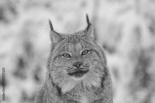 Lynx in winter