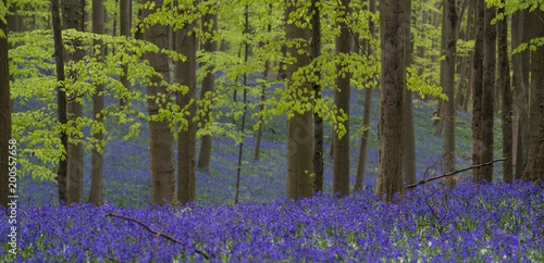 Blue Bell Forest, a carpet of blue bell flowers in a forest setting