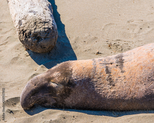 Elephant seals on beach near San Simeon California