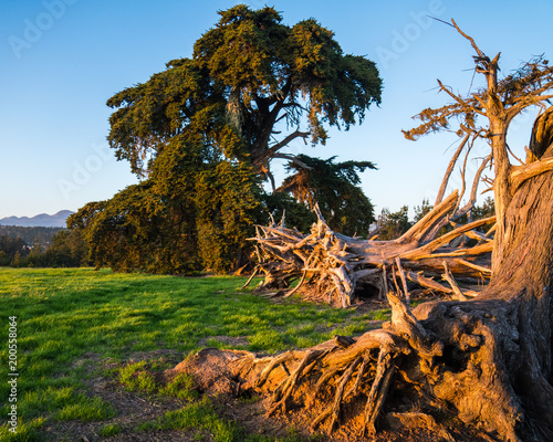 Fiscalini Ranch Preserve in Cambria California scenes