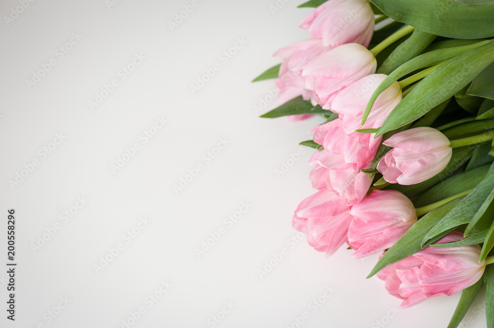 Bouquet of pink tulips on a white background. Holiday card. Soft focus, copy space. Spring concept. Bouquet of pink tulips on a white background. Holiday card. Soft focus, copy space. Spring concept.
