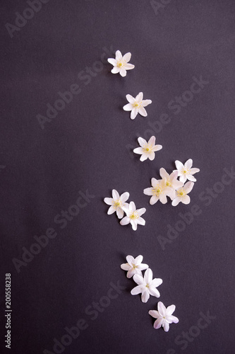 beautiful white flowers arranged on colorful background with copy space for greeting or birthday cards © Alexandra