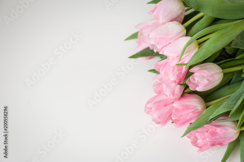 Bouquet of pink tulips on a white background. Holiday card. Soft focus, copy space. Spring concept. © Regina