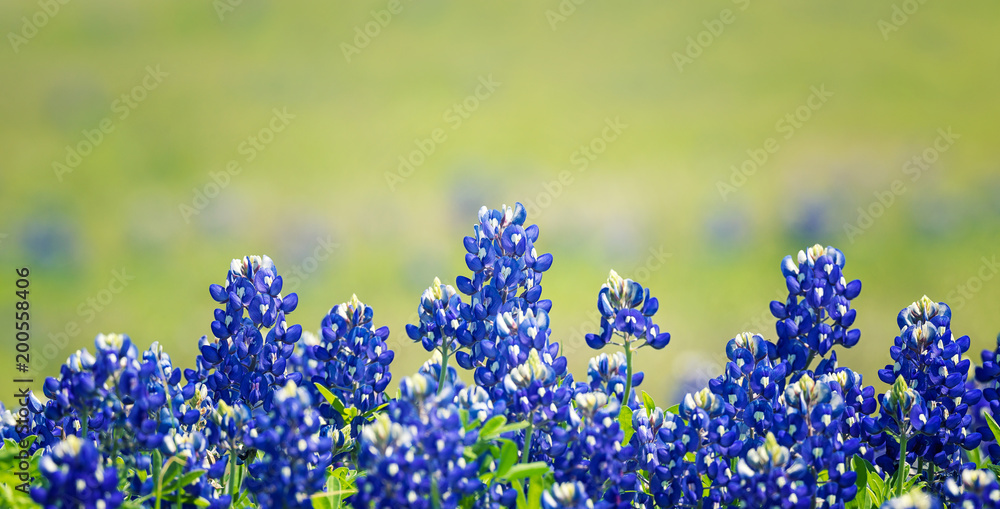 Obraz premium Texas Bluebonnet (Lupinus texensis) flowers blooming in springtime. Selective focus.