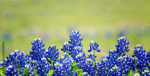 Texas Bluebonnet (Lupinus texensis) flowers blooming in springtime. Selective focus. photo