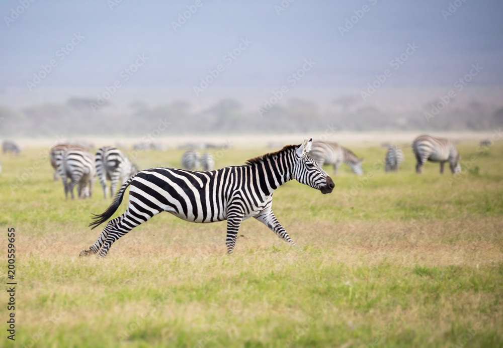 Laufendes Zebra in Kenia Amboseli Laufendes Zebra in Kenia Amboseli