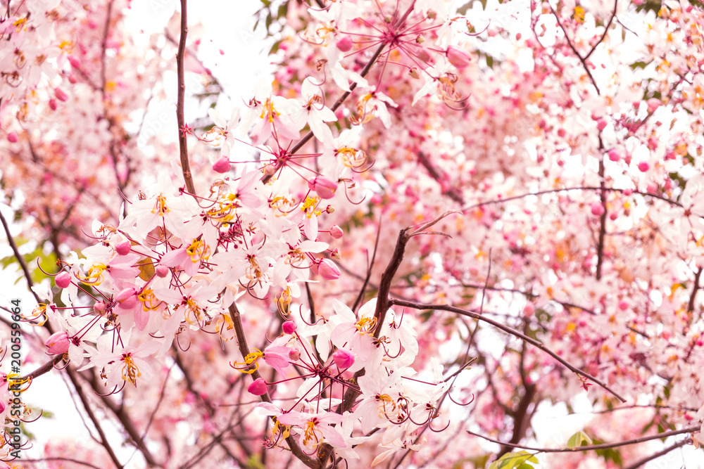 Fototapeta premium Pink flowers is blooming in the white sky, cherry blossom