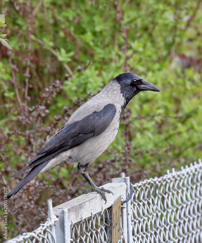 Black crow sitting on a metal fence on a background of bushes