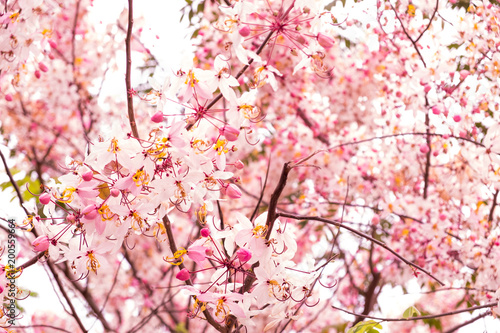Pink flowers is blooming in the white sky, cherry blossom