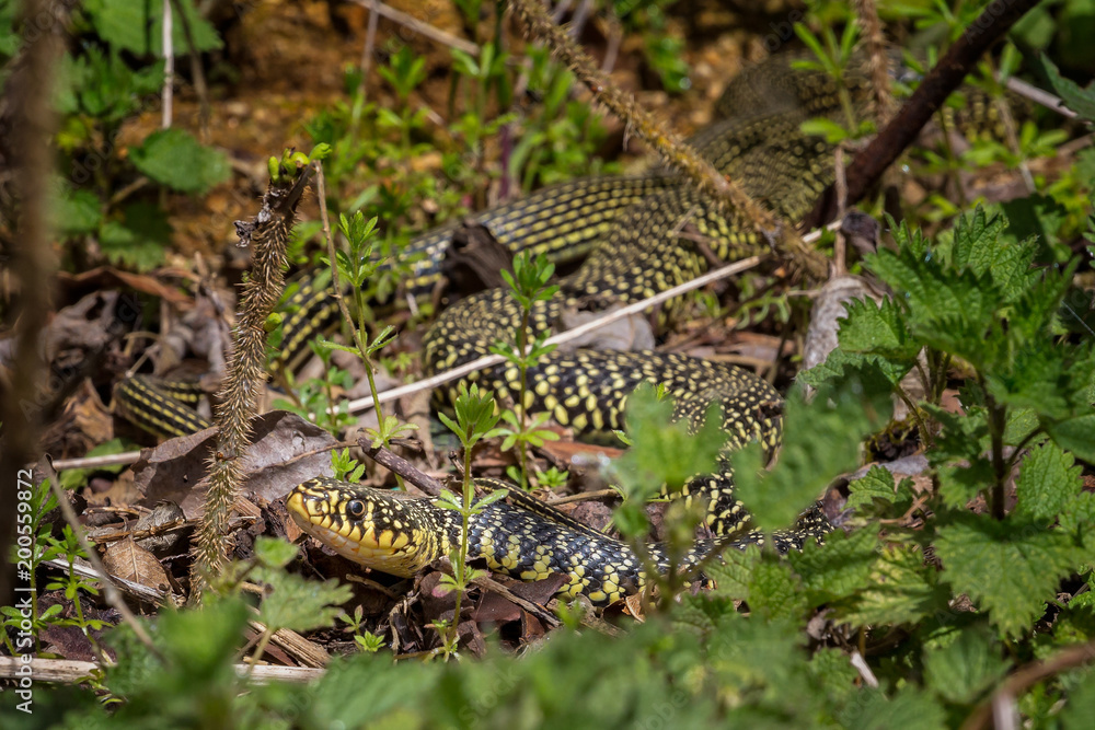 Close up of Western Whip Snake Close up of Western Whip Snake