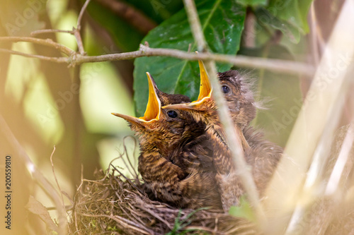 Pair of hungry baby blackbirds in the nest