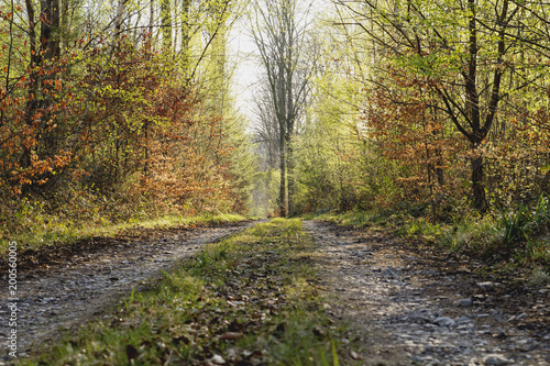 path in a springtime forest