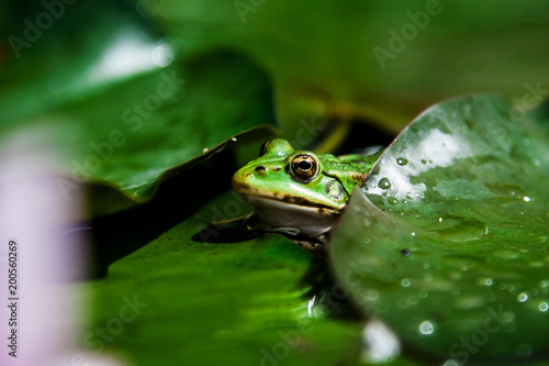 toad on a green leaf