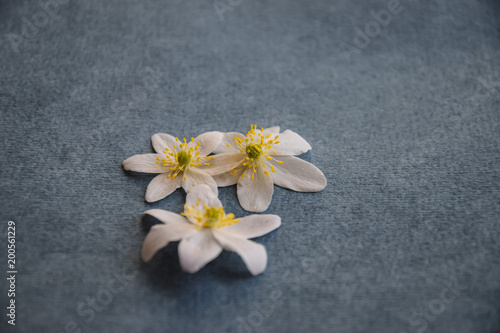 white wood anemone blossoms arranged on jeans blue background as frame and border for cards