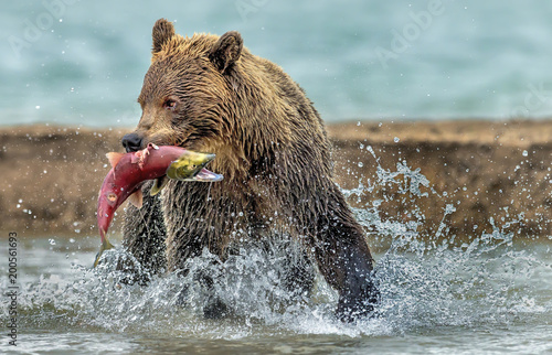 The bear catches the salmon - Kamchatka, Russia photo